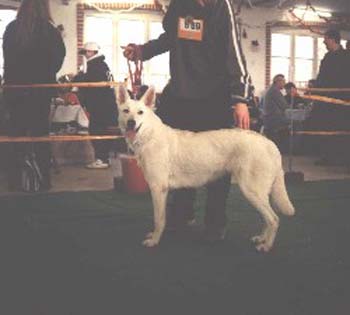 White Angel of white Angel