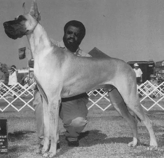 BISS CH (US) Windy Hill's Gold Plated