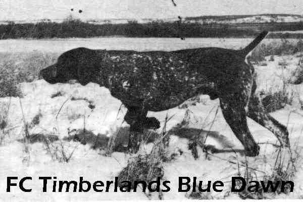 AFC Timberland's Blue Dawn