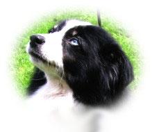 Neuroth's Dillain of Scattercreek