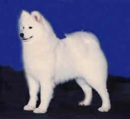 Am. Ch. Polar Mist Blue Ice