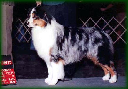 HOF AKC/CKC/ASCA CH Blue Isle Dancin On Fayble Hill