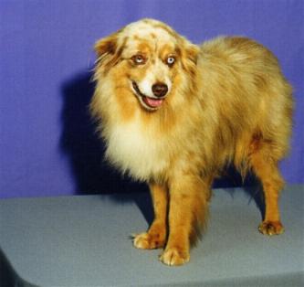 Davis' Red Speckled Punkin