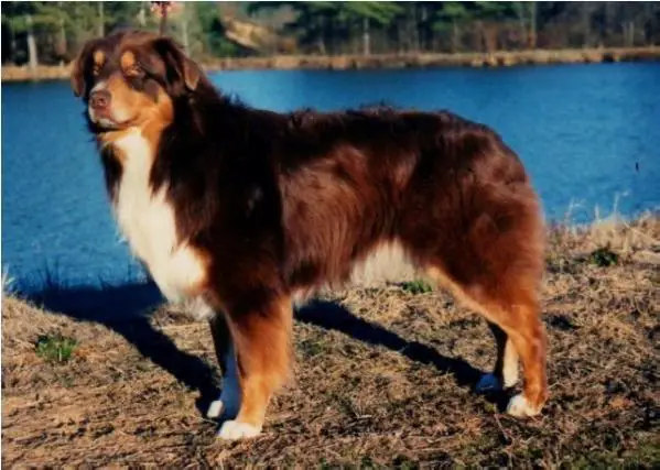 Ch. Carolina's Red Hot Edition