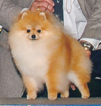 CH Firebrooks Code Red Of Ar-Bees