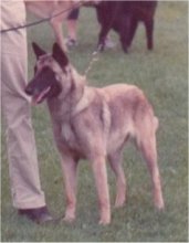 MEHRFACH V1 UND CAC Sabrefield Hope for me (Malinois)