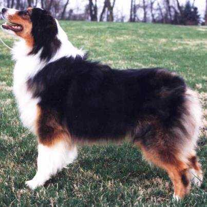 Firecreek's Outta The Question