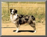 ASCA Ch Slash V Heidi