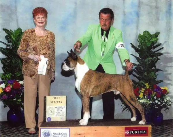 Boxella's Mario Valentino