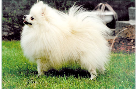 Pomhaven's Ice Breaker