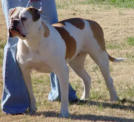 Johnson's Beulah