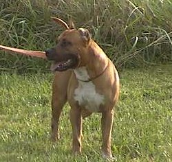 Barbarian's Space Age Wiz Kid