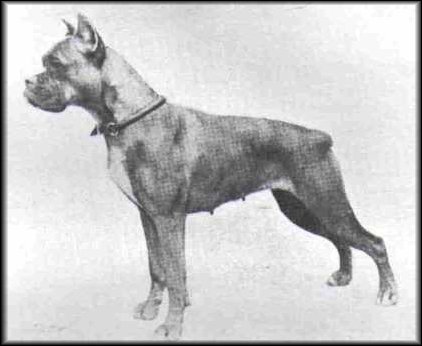 Ger. Ch. Gretel v Hohenneuffen