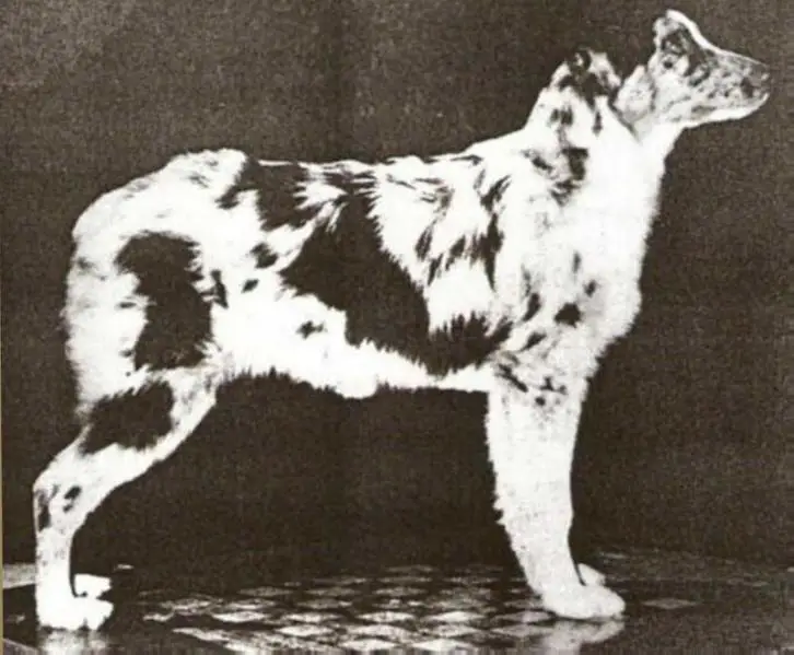 Brightwoods Fire and Ice