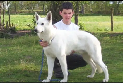 Tin Tin du Vieux Manoir (Tybalt)