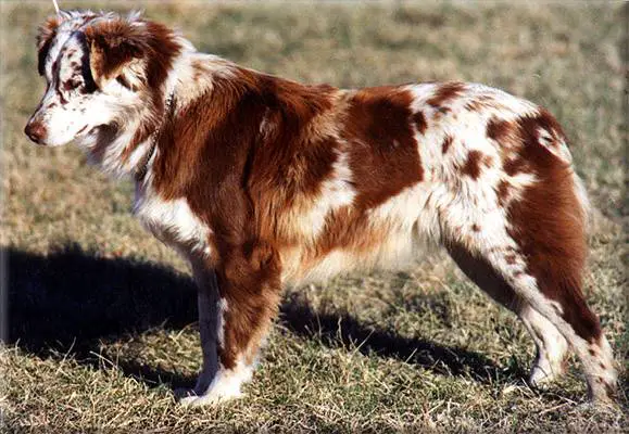 Fairoaks aussies hot sale