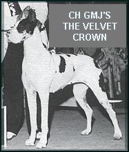 CH Gmj's the Velvet Crown