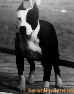 CH Ruffian Blazing Sun