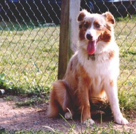 Calais' Leather And Lace