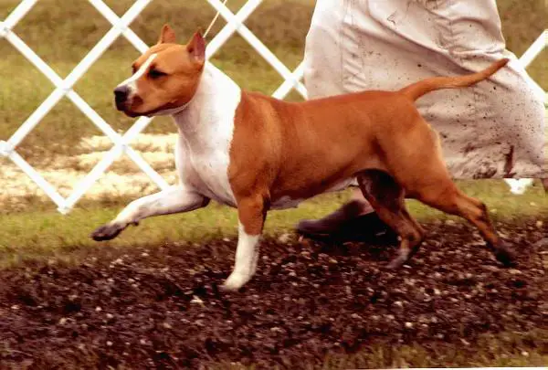 CH Bearfoot's Dame Rouge'