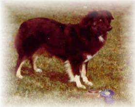 CH Briarbrooks Magic