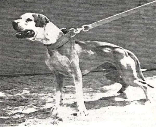 PATRICK'S COMMANDER WHITEHEAD