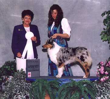 Aust. Ch. Lil Creek's Perfect Picture