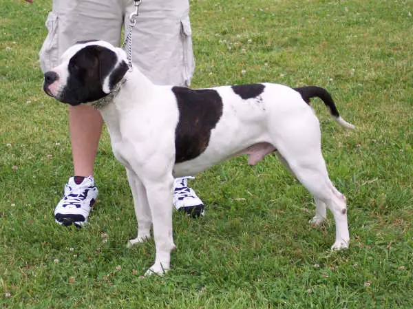 Haaker's Tanners Mulligan of DBR