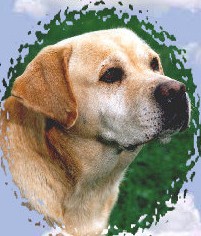 Blondella Beau Ranger