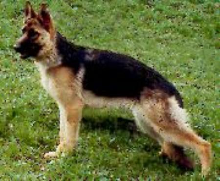 V Orchidee von der Ehrenfeste