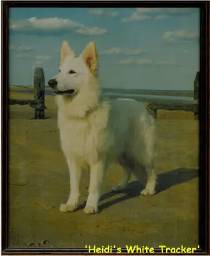 Heidi's White Tracker