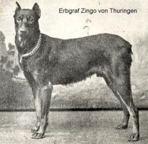 Erbgraf Zingo von Thüringen