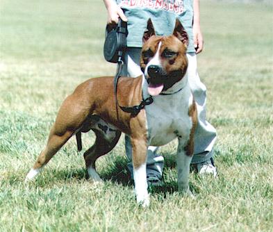 AKC CH Hagele's Landberg