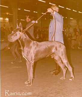 Lucky von der Immenburg