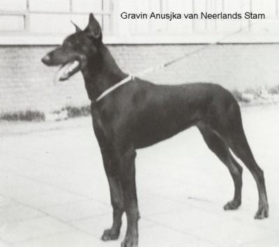 Gravin Anussjka van Neerlands Stam