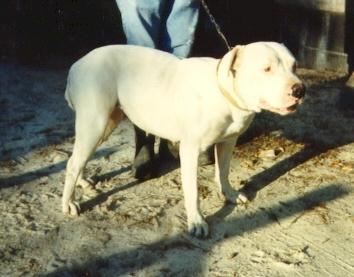 Mack's Bull