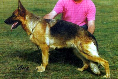 V Holly vom Wiesenborn