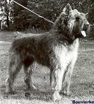 Ardan Zerna van't Vonderke