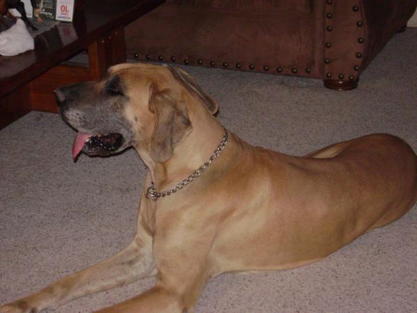 Sir Marmaduke Xxv1