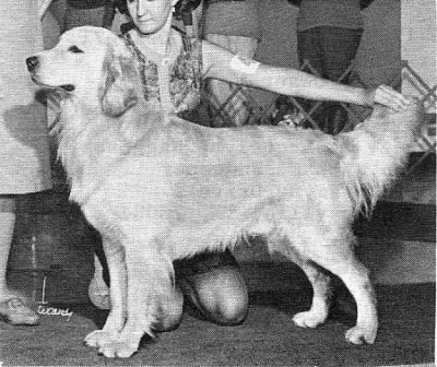 CH Can Laurell's Allspice