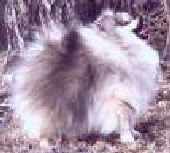 AM CH Mercer's Exotica