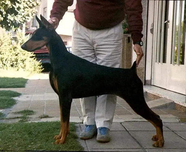 Nello's Eureka Black