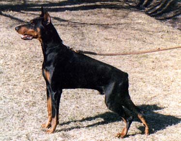 Chico Vom Wilminghof