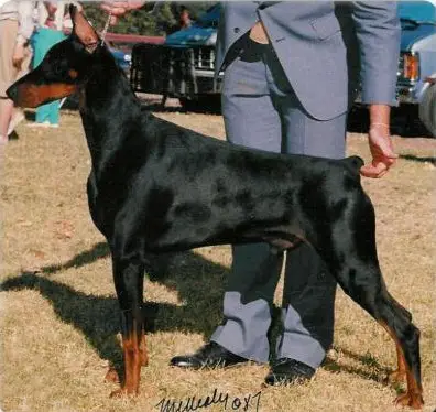 Dexter Vom Franckenhorst