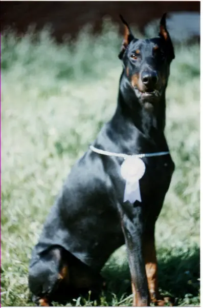 Aramis