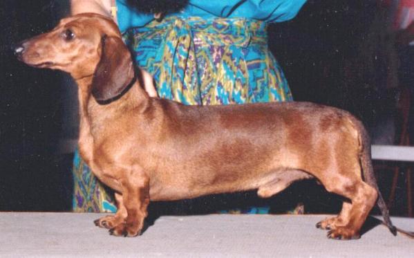 Ch. DUCHWOOD's FLINTSTONE - MS