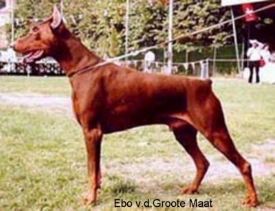 INT'L.CH Ebo v.d. Groote Maat