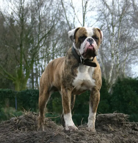 UKC-CH Bullforce Nitro of Big Block Bullies