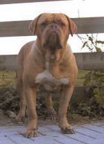 Chene De Legeane