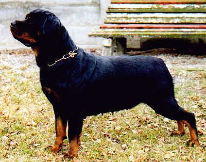 Dea MR 50079